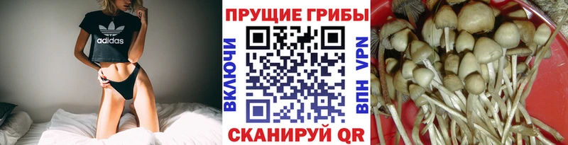 Галлюциногенные грибы Psilocybe Полярный