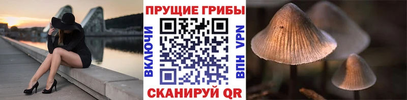 Купить где  Полярный  Псилоцибиновые грибы Cubensis 